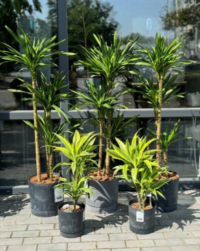 Горщик Бетон