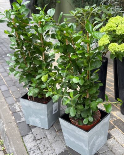 Горщик Бетон(Простерпласт)