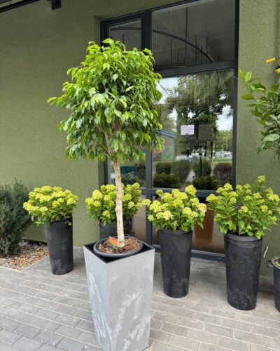 Горщик Бетон Фенезія