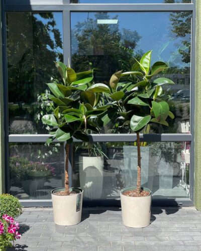 Горщик Бетон (Простер пласт)