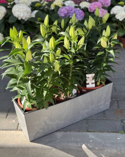 Горщик Бетон