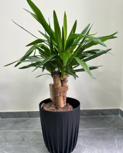 Горщик Міра