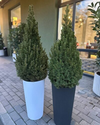 Горщик Лілія джампер