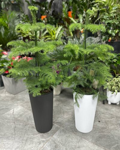 Горщик Лілія джемпер