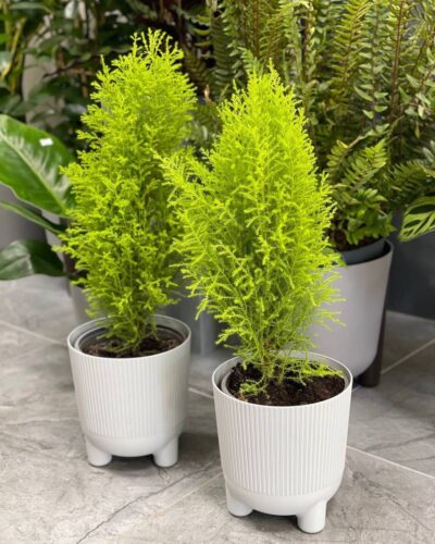 Горщик Арія джампер