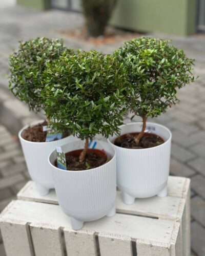 Горщик Арія джампер