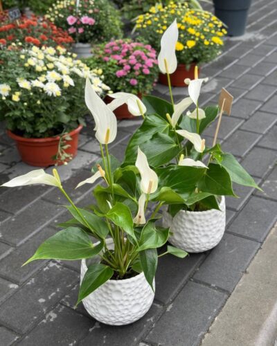 Горщик пористий