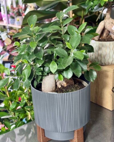 Горщик Осло