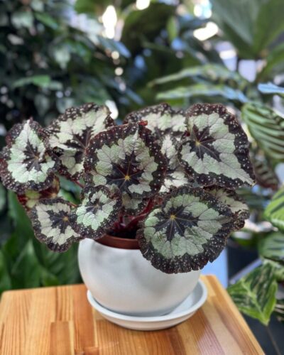 Горщик куля1,4л