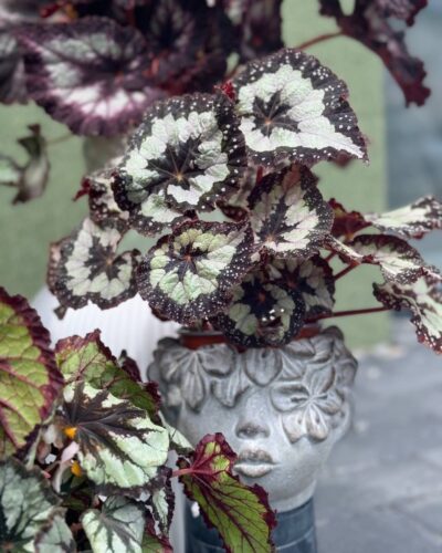 Горщики для квітів