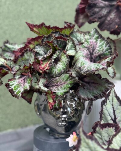 Горщик срібне обличчя