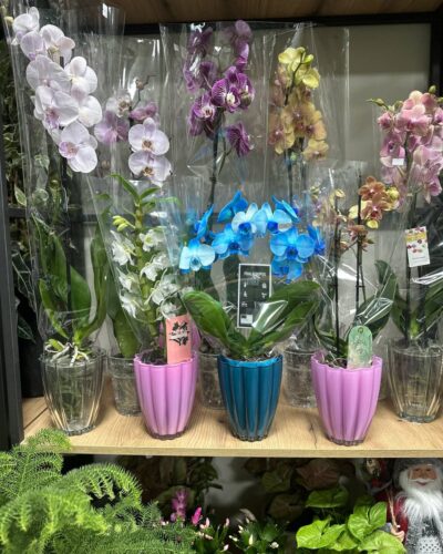 Орхідейниця Ромашка