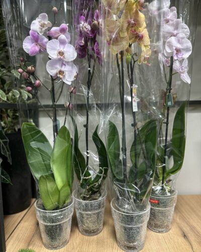 Орхідейниця бите скло