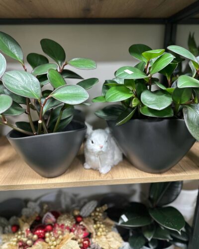 Горщик овал