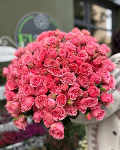 Кущова троянда Спешл деменшн