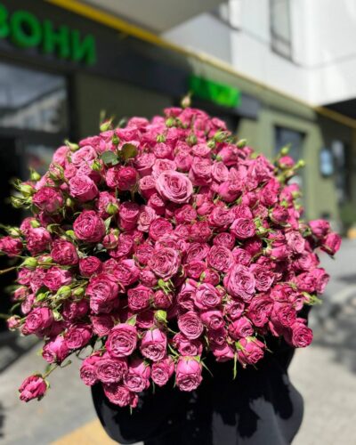 Кущова троянда Чері блосом