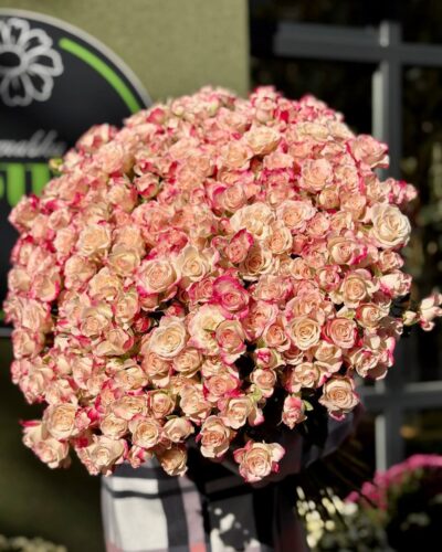 Кущова троянда Рефлекс