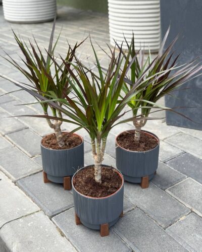 Драцена Маргіната