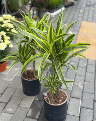 Драцена лайм