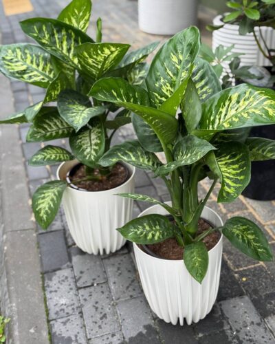 Дифінбахія