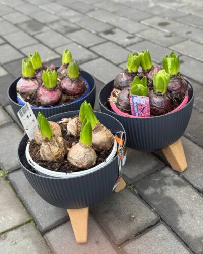 Гіацинт миска