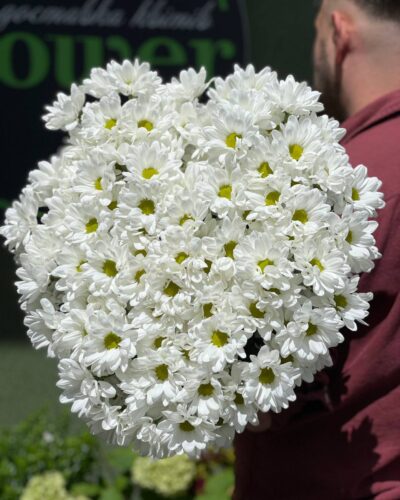 Хризантеми ромашки