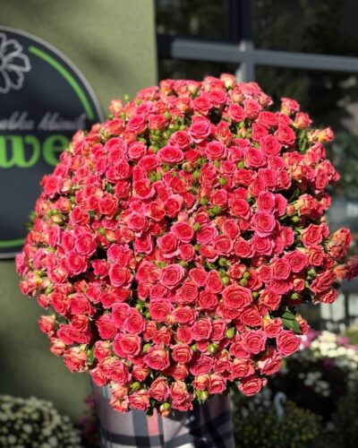 Кущова троянда Чімо