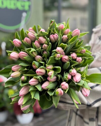 Рожеві тюльпани