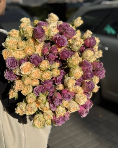 Кремова і фіолетова троянда