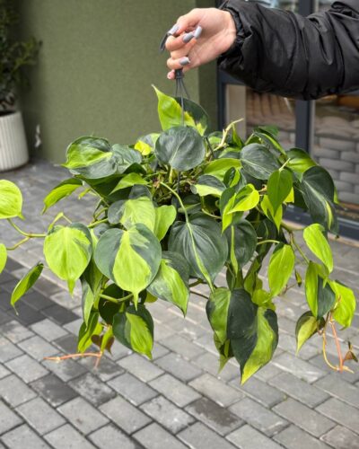 Філодендрон