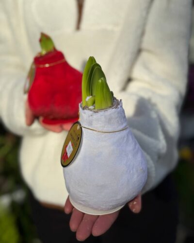 Амариліс велюр