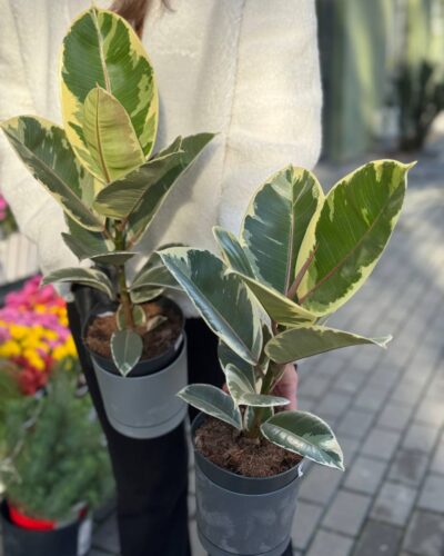 Фікус Тінеке