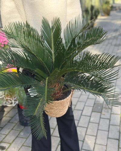 Цикас в кашпо