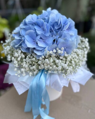 Блакитна Гортензія