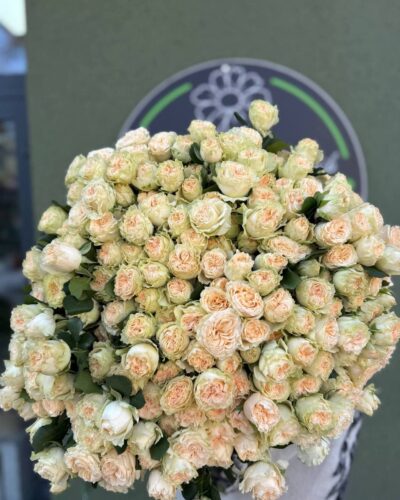 Кущова троянда Самерроус