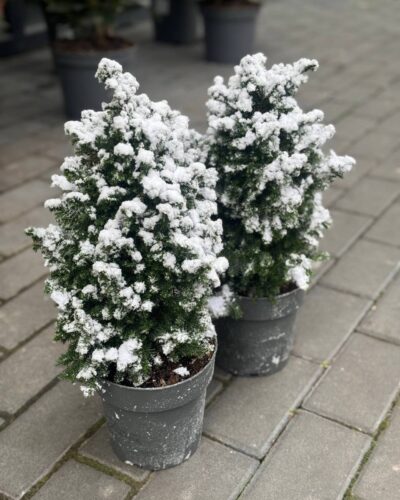 Кипарис засніжений