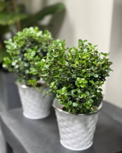 Мірсіна Афрікана