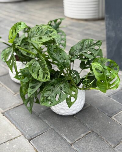 Монстера манкі