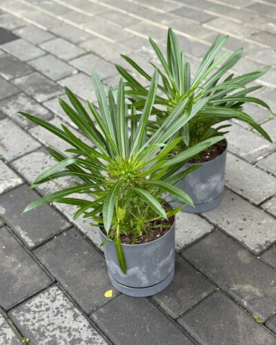 Пахіподіум