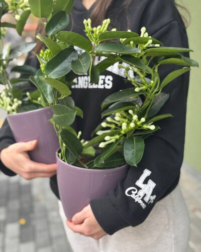 Стефанотіс