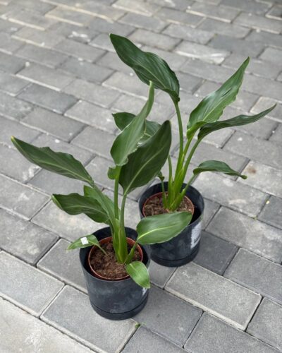 Стреліція Регіна