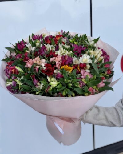 Альстромерія 51