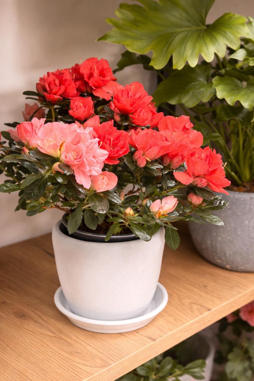 Азалія 2 https://flowers.lutsk.ua/wp-content/uploads/2025/12/f85f5a40-bd9d-416c-9e44-99a807684adf.jpeg