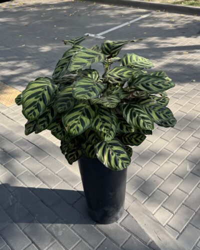 Калатея Макояна