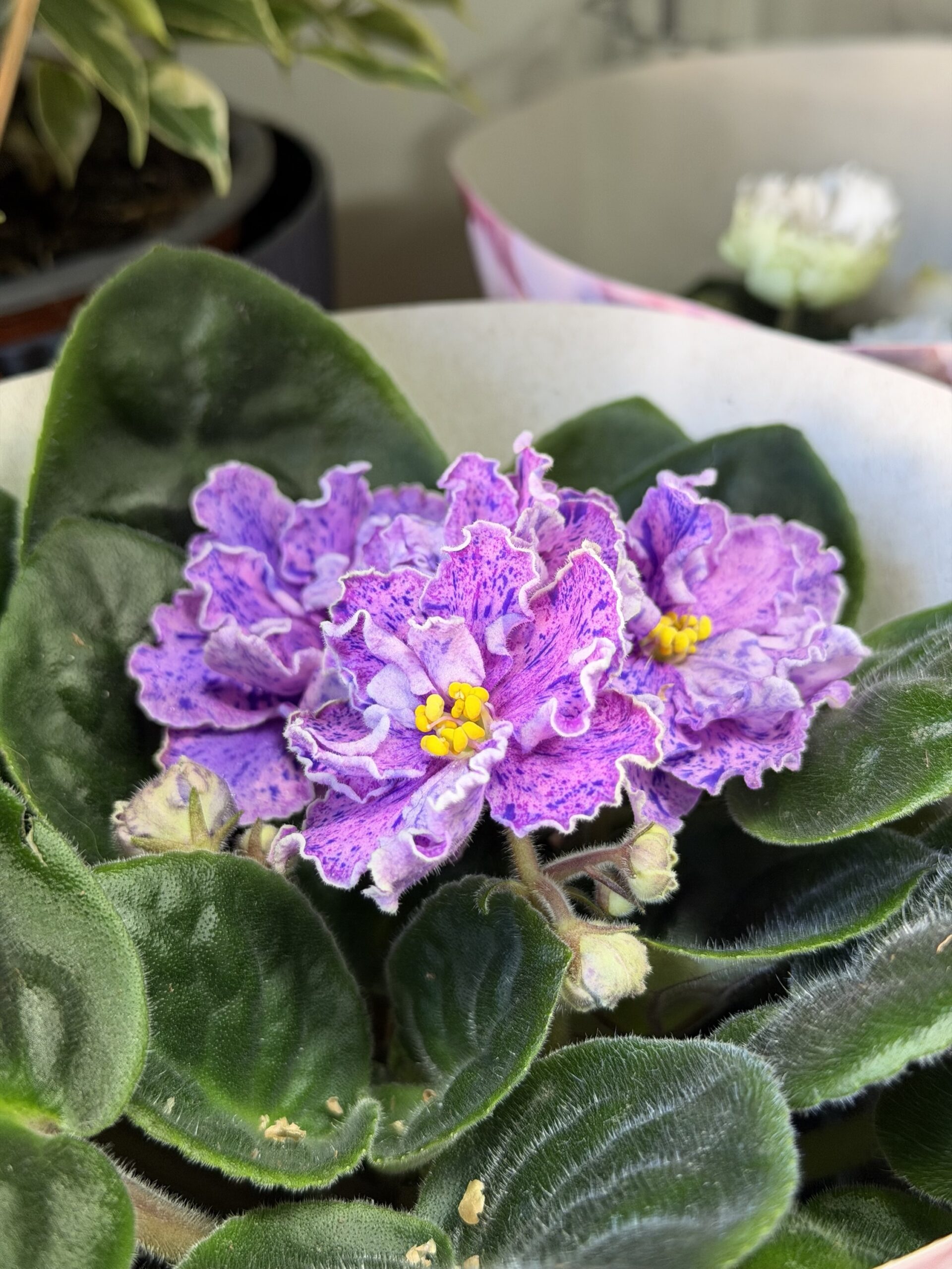 Фіалка 1 https://flowers.lutsk.ua/wp-content/uploads/2025/12/img_6725-scaled.jpeg