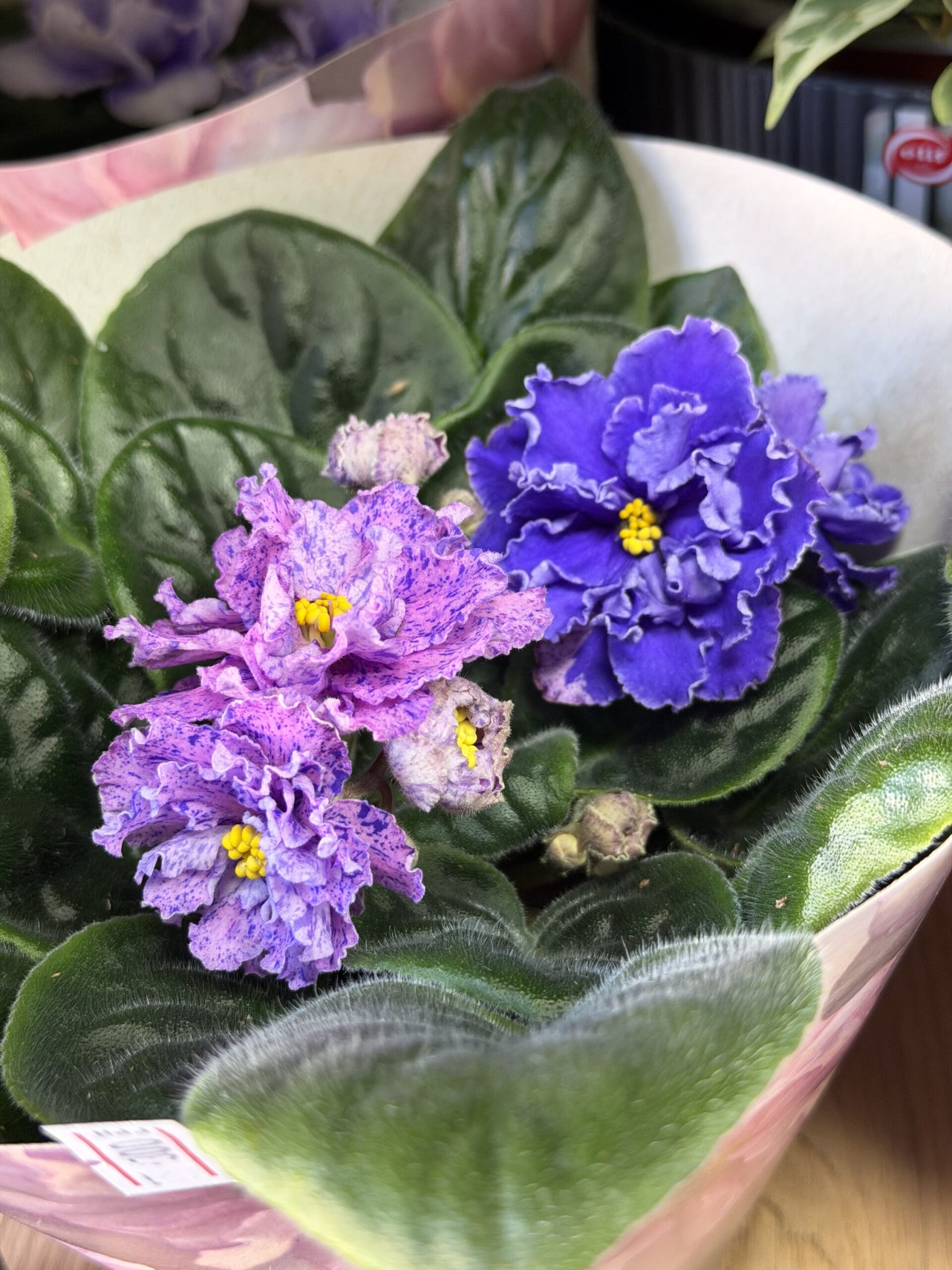 Фіалка 2 https://flowers.lutsk.ua/wp-content/uploads/2025/12/img_6726-scaled.jpeg