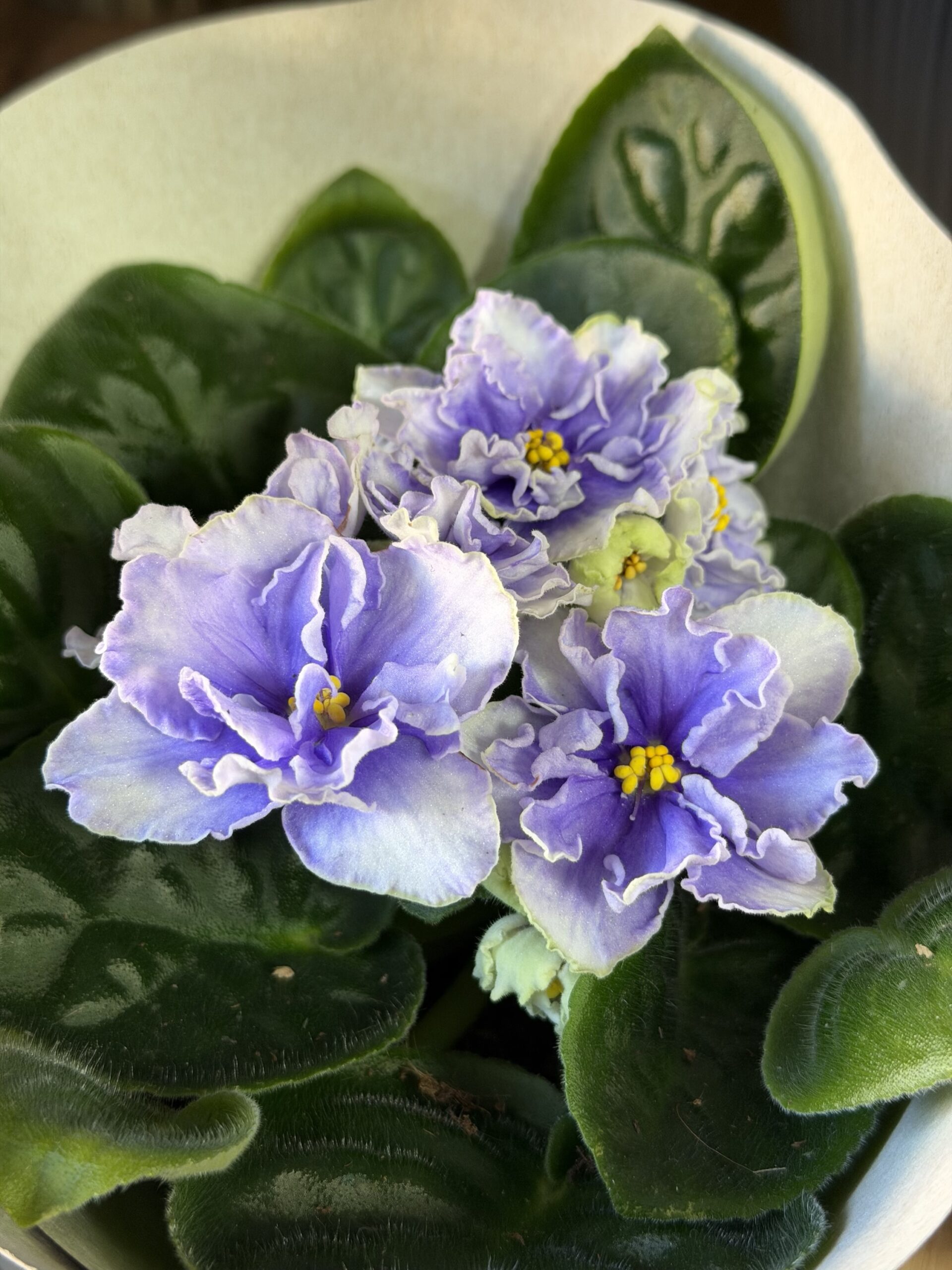 Фіалка 3 https://flowers.lutsk.ua/wp-content/uploads/2025/12/img_6727-scaled.jpeg