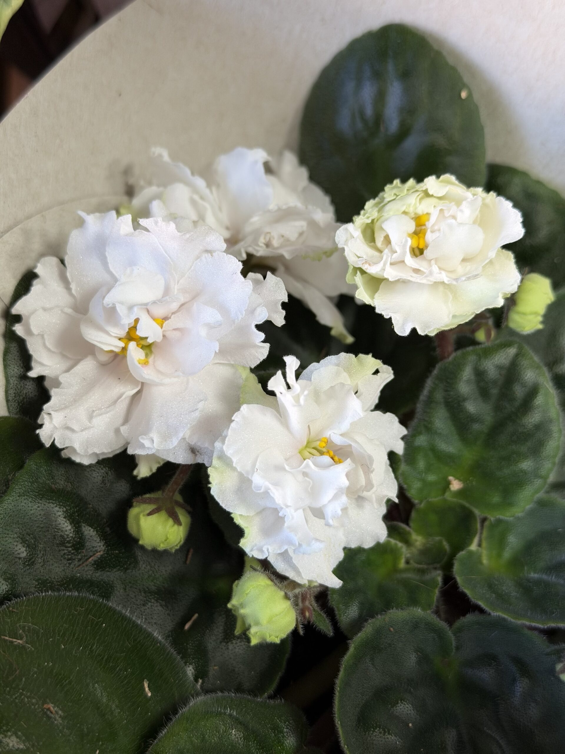 Фіалка 4 https://flowers.lutsk.ua/wp-content/uploads/2025/12/img_6728-scaled.jpeg