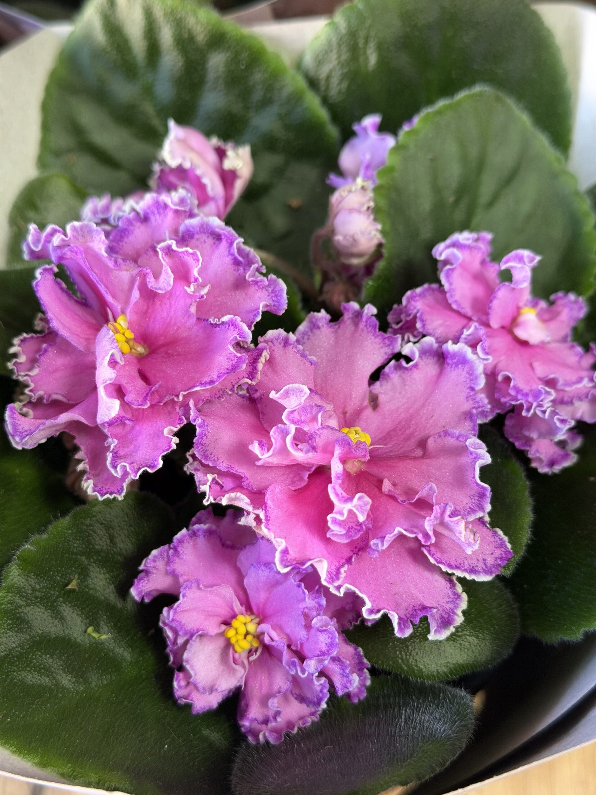 Фіалка 5 https://flowers.lutsk.ua/wp-content/uploads/2025/12/img_6729-scaled.jpeg