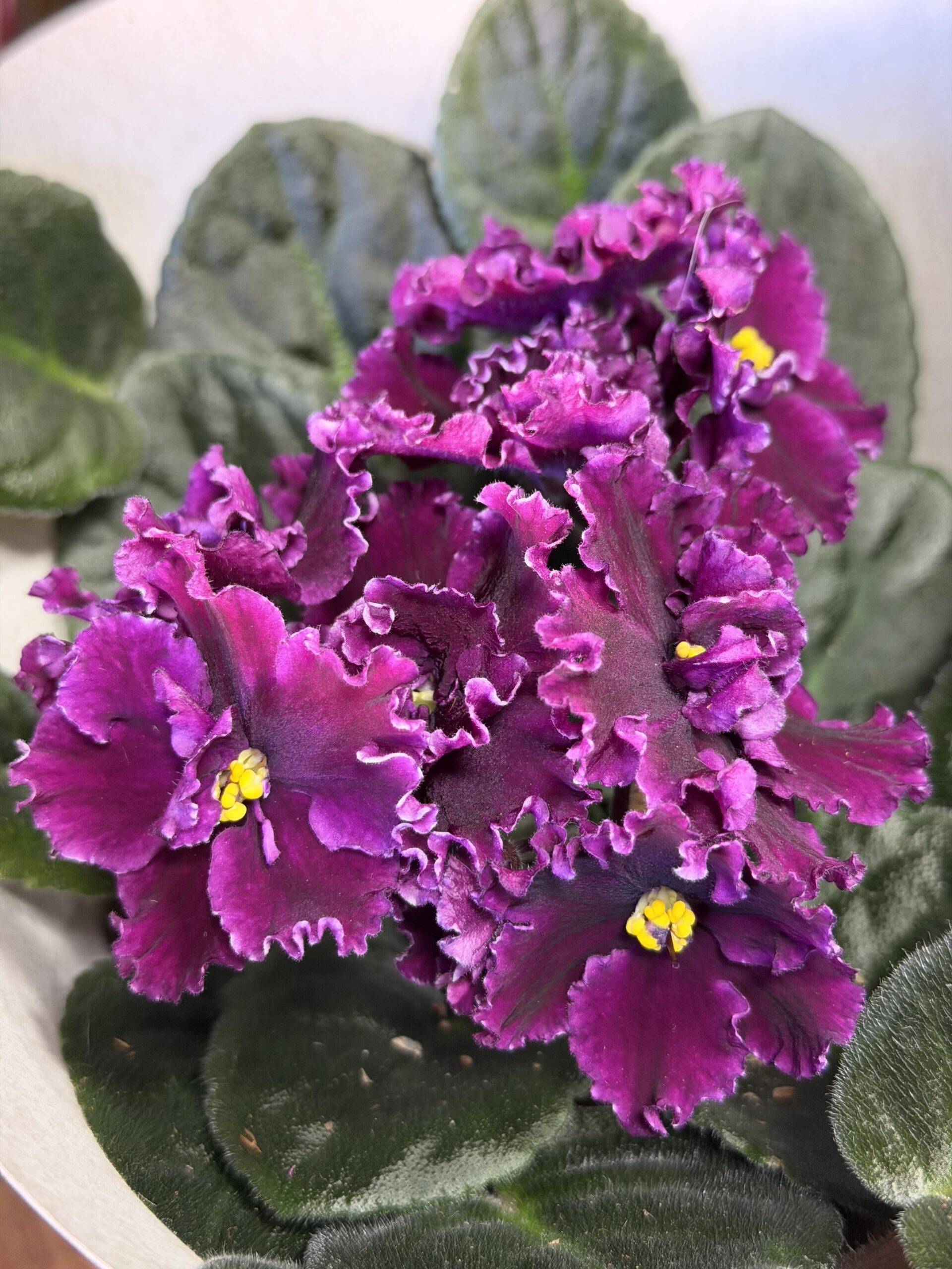 Фіалка 6 https://flowers.lutsk.ua/wp-content/uploads/2025/12/img_6730-scaled.jpeg